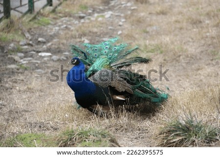 Peacock on the lawn park decorative bird