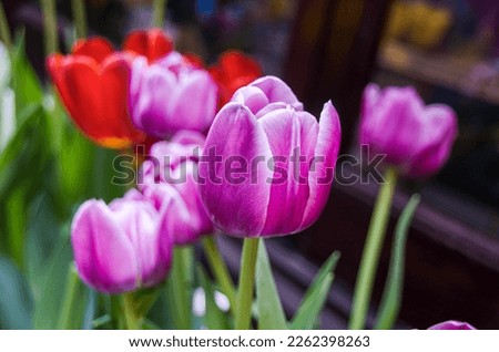 Purple tulips (Tulipa L.) in focus and red tulip flowers behind
Nature, macro picture, foreground object, blurred background, natural light. Picture taken in New York City, April 2013, spring