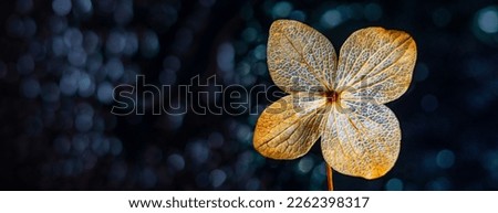 dry hydrangea flower on a dark background - artistic macro picture
