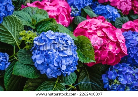 Big blue and pink Hydrangea (Hydrangea macrophylla) with green leaves 
Slightly purple and rose flowers 
Picture taken in trip to New York City, cold weather, in spring
