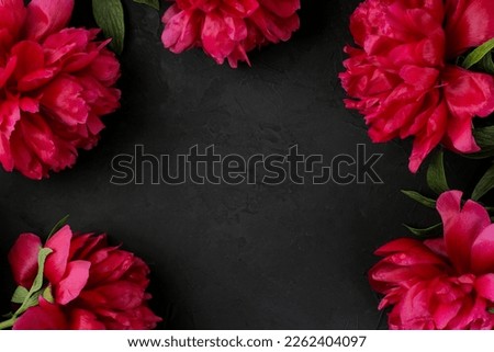 Frame of beautiful bright pink flowers peonies on a black graphite background. top view. space for text