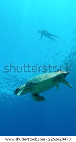 Sea turtle and snorkeler, Zakynthos