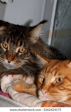 Two brothers of the Maine Coon cat on the windowsill.  Kharkov, Ukraine