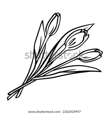 Bouquet of three tulips isolated on white. Black outline hand drawn sketch of flowers bunch in doodle style. Vector element for spring holidays design, Easter greeting card, gift illustration.