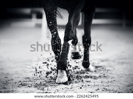 A black-and-white image of the hooves of a horse that gallops at a fast gallop, raising dust. Equestrian sports. Royalty-Free Stock Photo #2262425495