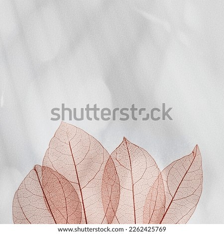 Red autumn skeletonized leaf on blurred gray background with sunlight and shadows. Beauty nature concept. Autumnal transparent leaves of trees closeup creative photo, fall season sunny day, copyspace