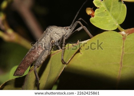 Insects, Acanthocephala terminalis are included in the species of leaf-legged insects in the family Coreidae