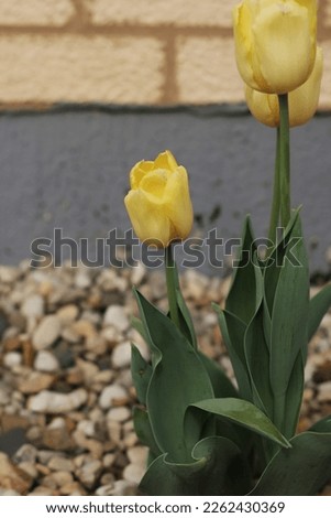 Bright yellow tulip growing in the home garden.