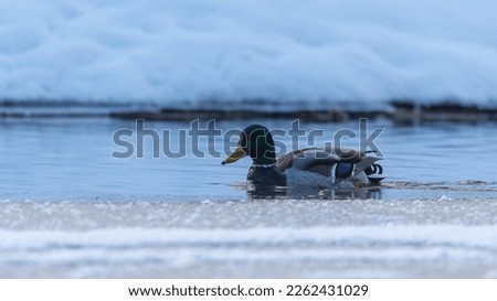 Mallard duck on water in afternoon lights