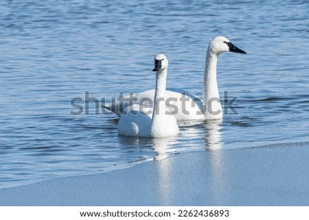 Tundra Swan (Cygnus columbianus) couple swim in lake at Middle Creek Nature Reserve in Lancaster County, Pennsylvania