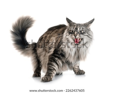 maine coon cat in front of white background Royalty-Free Stock Photo #2262437605