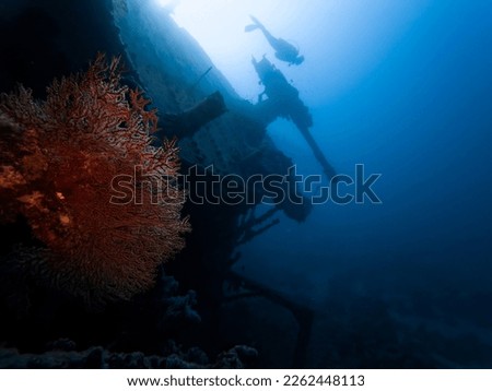 Hard coral on wreckage of the sunken Red Sea ship SS Thistlegorm. Diver over the large stern amthyereal cannon of the SS Thistlegorm. Royalty-Free Stock Photo #2262448113