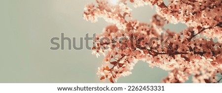 Web banner of blooming branches of pink cherry on a light gray background with sunlight, selective focus