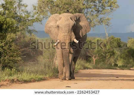 African bush elephant or african savanna elephant - Loxodonta africana bull walking on road  with green vegetation in background. Photo from Kruger National Park in Kruger.