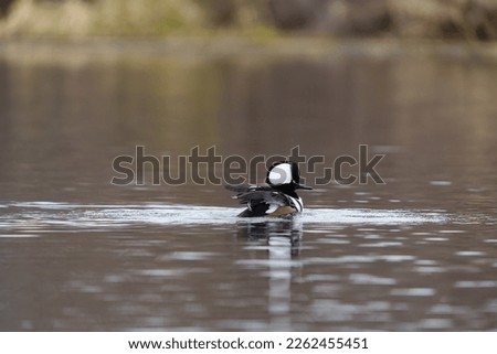 Hooded Merganser resting in a lake, Adult males are a sight to behold, with sharp black-and-white patterns set off by chestnut flanks. 