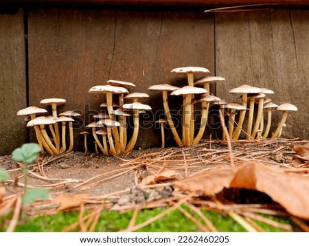 Bundles of sulfur tuft mushrooms  (Psilocybe fascicularis) against wooden planks. Royalty-Free Stock Photo #2262460205