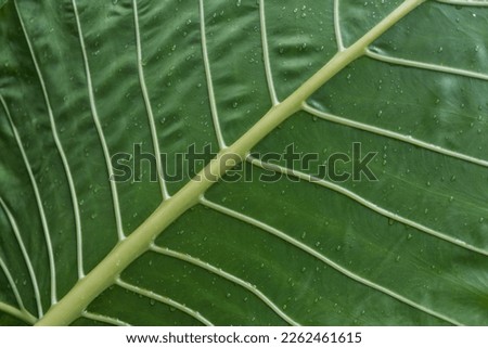 A leaf of palm tree with drops coming close-up. Macro texture of the green branch. Stylish background for natural products and cosmetics
