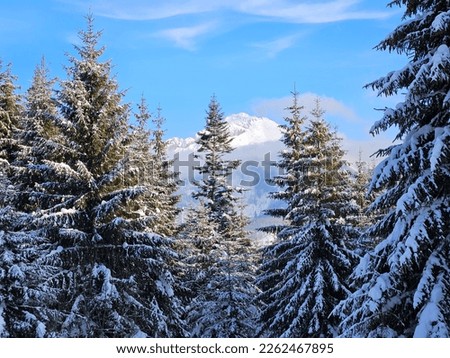Winter pictures in Poland. It presents forest covered with snow and view to mountains. 
