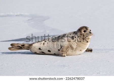 A large grey harp seal or harbor seal on white snow and ice looking upward with a sad face. The wild gray seal has long whiskers, light fur or skin, dark eyes, spotted fur and heart shaped nose.   Royalty-Free Stock Photo #2262478037