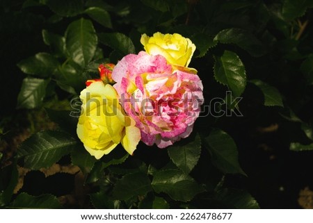 Lampion Rose. Vigorously growing rose. The plants are particularly bushy. The flowers are reminiscent of round paper lanterns. Yellow, red outer petals. A very unique charming and romantic rose. 