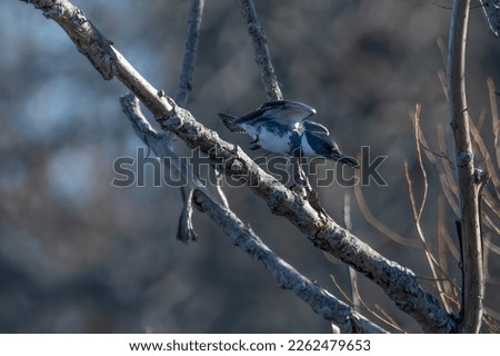 A male belted kingfisher just after taking flight from a tree branch.