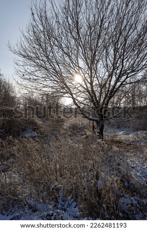 Bare deciduous trees in the forest in winter, snow-covered tree branches in sunny cold weather in winter