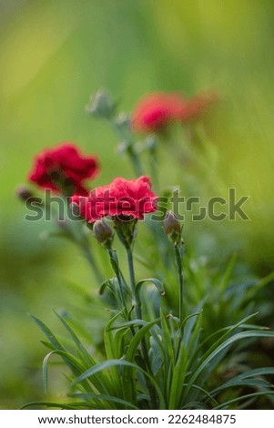 flowers of red decorative carnation against the background of green vegetation, bokeh