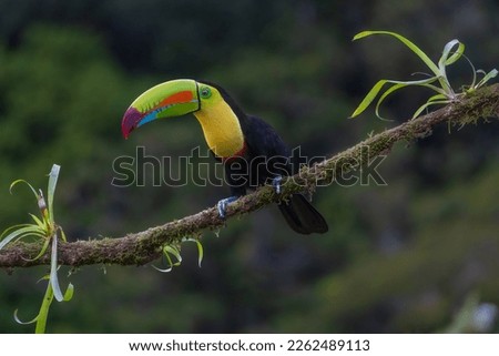 Keel-billed toucan perched on a tree branch in the middle of the Costa Rican forest