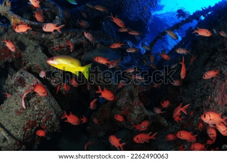 under water red sea photo