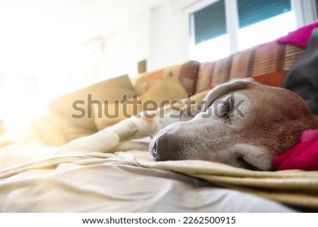 Old beagle dog sleeping on the couch after a surgical operation. The room is illuminated by sun rays coming in through the window Royalty-Free Stock Photo #2262500915