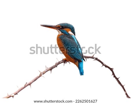 Common kingfisher -  Alcedo atthis isolated on white background Royalty-Free Stock Photo #2262501627