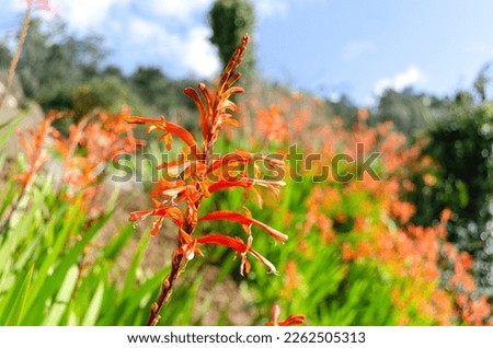 In the photo you can see a field of orange wild lilies with the background out of focus, bokeh