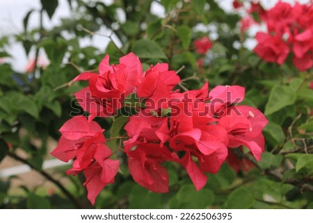 red bougainvillea flowers in a garden against a sky background