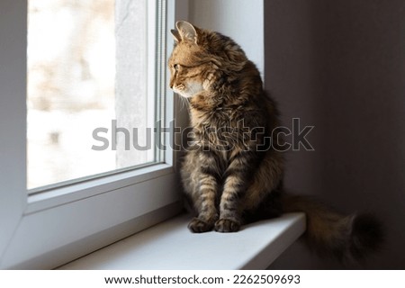 brown domestic cat looks out the window and misses Royalty-Free Stock Photo #2262509693