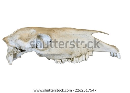 Pony skull isolated on white background