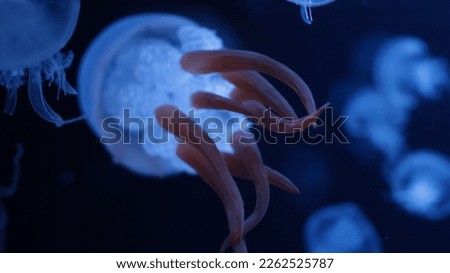 A jellyfish that swims in the blue ocean and enjoys freedom