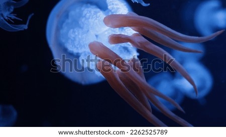 A jellyfish that swims in the blue ocean and enjoys freedom