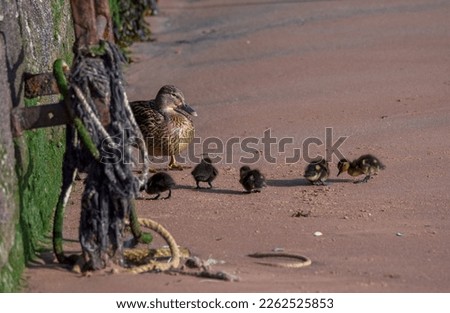 Mother Duck with ducklings.  Mallard female living in nature. Breeding season in wild with a brood of ducklings. Spring sunshine at the beach. copy space. editorial. seaside location. landscape.