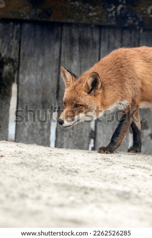 Old Red Fox Standing on the Grass by the Side of a Bridge in A National Park