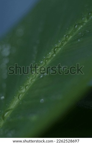 Houseplant banana wet leaves with a drops super close up macro