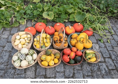 a large harvest of bright multi-colored pumpkins in the garden, vegetables