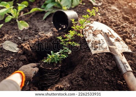 Planting pyracantha into soil. Gardener puts small evergreen seedling in hole dug out with shovel in garden. Transplanting for landscaping in spring Royalty-Free Stock Photo #2262533931