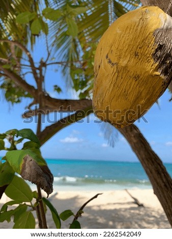 Perfect picture in front of San Andres sea in Colombia of a coconut