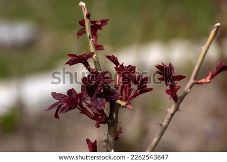 Rose bush cuttings method preparation for reproduction. Royalty-Free Stock Photo #2262543847