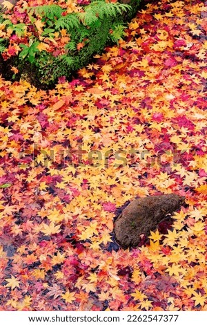 The beauty of autumn leaves in Japan