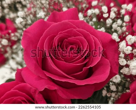 close up of bright pink garden roses, bouquet of roses Royalty-Free Stock Photo #2262554105