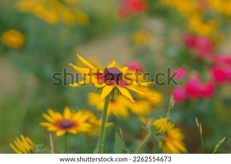 Black-eyed Susan in bloom in the garden. Summer floral background. Yellow rudbeckia close up  with soft light green background