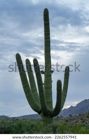 Towering saguaro cactus reaching up to a summer thunderstorm with dark gray clouds and background mountains in late afternoon shade. Visible wilderness background in arizona and tuscon.