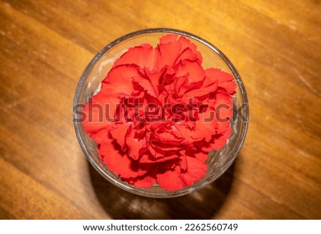 Close up photo of a beautiful red flower in a glass of water. This would make an excellent gift for Valentine's Day.