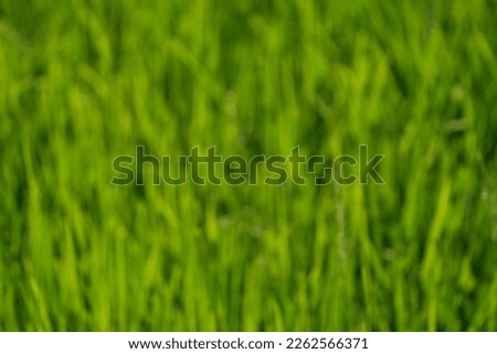 Green rice leaves at rice fields, agriculture background, blurred focus.